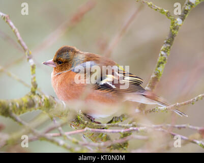 Gemeinsame buchfink vogel sitzt auf einem Baum Stockfoto