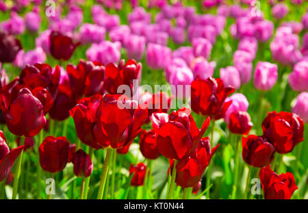 Frische rote Tulpen Lichtung im Keukenhof Garten Stockfoto