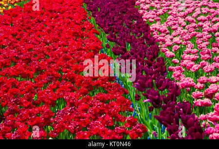 Lichtung des bunten frischen Tulpen in den Keukenhof Stockfoto