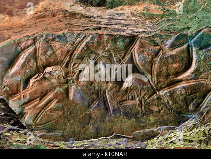Stein wollte Trilobiten Fossilien in einem Rock Stockfoto