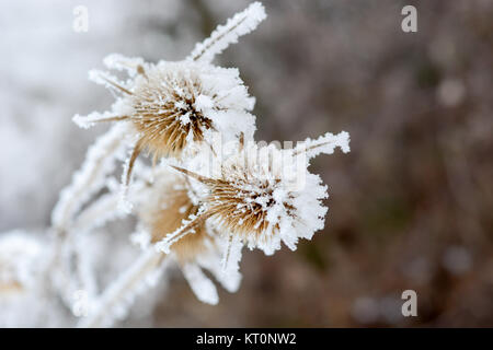 Bur im Frost. Eine Wildpflanze im Schnee. Stockfoto