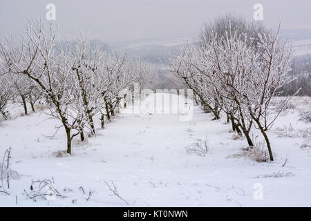 Pfirsich-Obstgarten im Winter, flachen Dof mit Schnee bedeckt. Stockfoto