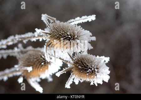 Bur im Frost. Eine Wildpflanze im Schnee. Stockfoto