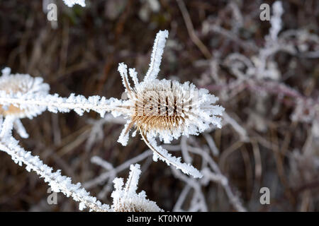 Bur im Frost. Eine Wildpflanze im Schnee. Stockfoto