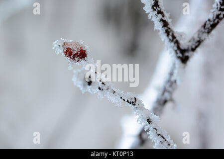 Gefroren Hagebutten mit Schnee bedeckt Stockfoto