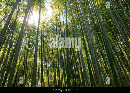 Bambus Wald am Arashhiyama Bezirk in Kyoto, Japan Stockfoto