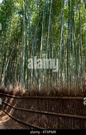 Bambus Wald am Arashhiyama Bezirk in Kyoto, Japan Stockfoto