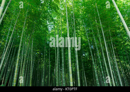 Bambus Wald am Arashhiyama Bezirk in Kyoto, Japan Stockfoto