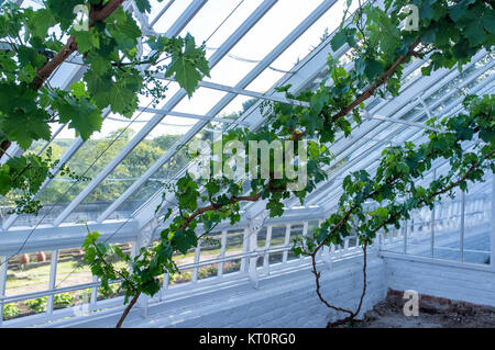 TRAUBE REBEN IN GRAPERY - WALES PENRICE HAUS GOWER Stockfoto