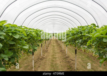 Erdbeerpflanzen IN POLY TUNNEL AM ANGEHOBENEN UNTERSTÜTZT Stockfoto