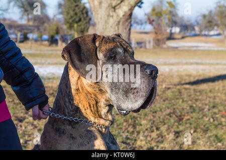 Deutsche Dogge Stockfoto