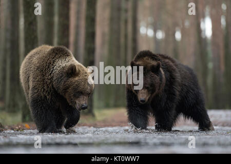 Braunbären/Bär (Ursus arctos) im Winter, Wandern durch seichtes Wasser eines ice Pfütze abgedeckt, die Erkundung der gefrorenes Wasser, sieht lustig, Europa. Stockfoto