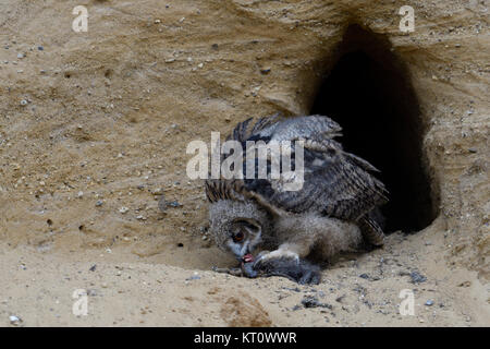 Uhu/Europäischer Uhu (Bubo bubo), junges Küken am Nistplatz, Fütterung auf Beute (NUTRIA), Wildlife, Europa. Stockfoto