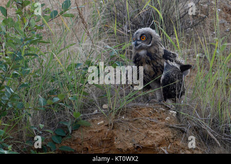 Uhu (Bubo bubo), junge Junge, Mauser Gefieder, flügge, am Steilhang des Sandkasten gehockt, sieht lustig, Wildlife, Europa. Stockfoto