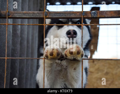 Husky Hund mit anderen Augen. Schwarz und weiß Husky. Braune und Blaue Augen Stockfoto