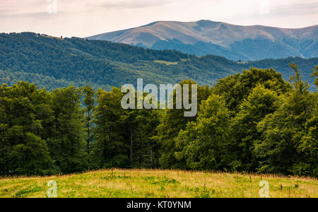 Gras Wiese am bewaldeten Hang des Karpaten. schönen Sommer Landschaft in den Bergen. Lage in der Nähe von Svydovets Bergrücken, Ukraine Stockfoto