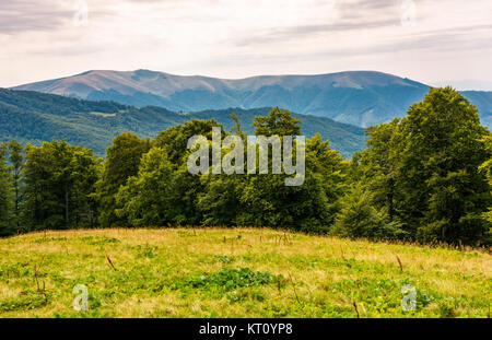 Gras Wiese am bewaldeten Hang des Karpaten. schönen Sommer Landschaft in den Bergen. Lage in der Nähe von Svydovets Bergrücken, Ukraine Stockfoto