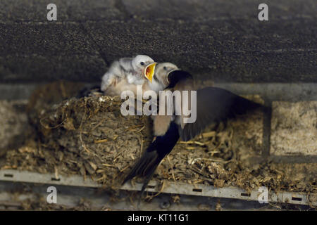 Rauchschwalbe/Schwalben (Hirundo rustica), nach Fütterung der Küken in Nest, zwei davon mit weissem Gefieder, leucistic, leucism, wildilfe, Europa. Stockfoto