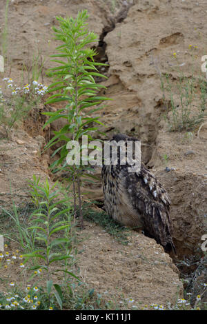 Uhu (Bubo bubo), Vogel, neben einem regen Entwässerungsrinne in der Steigung einer Kiesgrube, gut getarnt, Wildlife, Europa sitzen Stockfoto