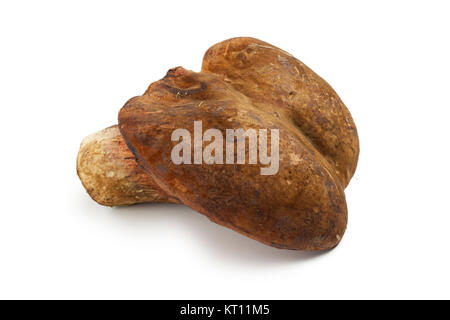 Ganze gepunktete Stammzellen bolete auf weißem Hintergrund Stockfoto