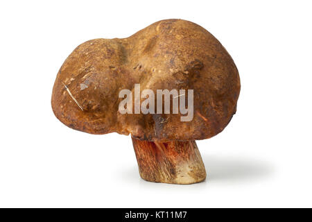 Ganze gepunktete Stammzellen bolete auf weißem Hintergrund Stockfoto
