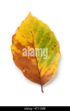 Einzige Gemeinsame buche Blatt im Herbst auf weißem Hintergrund Stockfoto