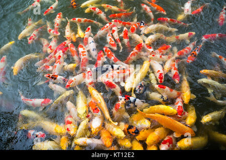 Koi Fische schwimmen Stockfoto