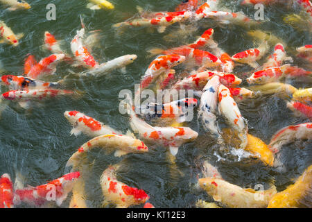 Farbenfrohe Koi Fisch Stockfoto