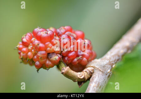 Rote Maulbeere am Baum Stockfoto