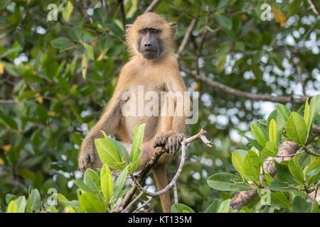 Guinea baboon (Papio papio) Erwachsene im Mangrovenwald, thront über dem Fluss, Gambia Stockfoto