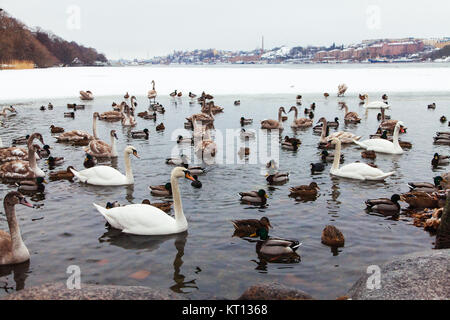 Die lokale Residence, Vögel, Enten und Schwäne, Riddarfjärden. Die Ansicht zeigt eine gefrorene Riddarfjärden in Richtung Södermalm und Långholmen Stockfoto