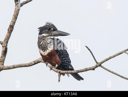 Giant Kingfisher (Megaceryle maxima) Erwachsene in der Mangrove über den Fluss in Gambia Afrika gehockt Stockfoto