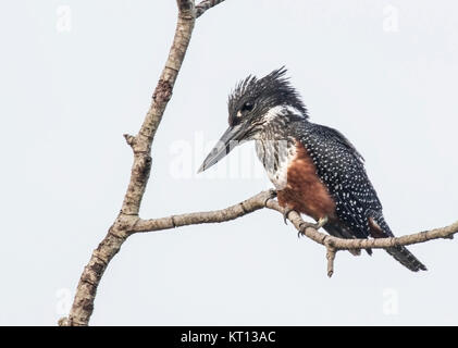 Giant Kingfisher (Megaceryle maxima) Erwachsene in der Mangrove über den Fluss in Gambia Afrika gehockt Stockfoto