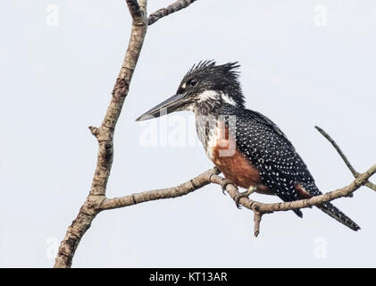 Giant Kingfisher (Megaceryle maxima) Erwachsene in der Mangrove über den Fluss in Gambia Afrika gehockt Stockfoto