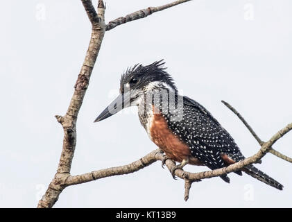 Giant Kingfisher (Megaceryle maxima) Erwachsene in der Mangrove über den Fluss in Gambia Afrika gehockt Stockfoto