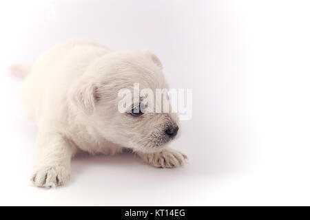 Kleine Welpen über Weiß Stockfoto