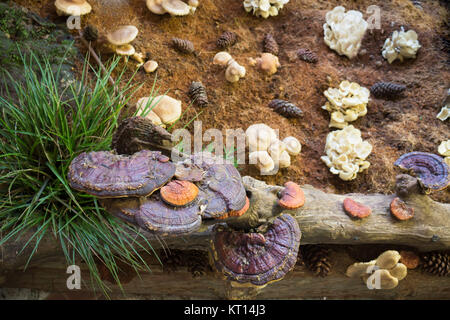 Lingzhi mushroom oder Reishi Pilz an Food Festival Stockfoto