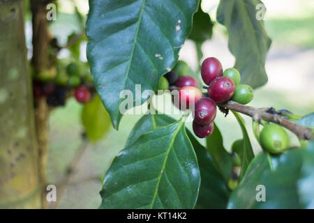 Kaffeebohnen Reife am Baum Stockfoto