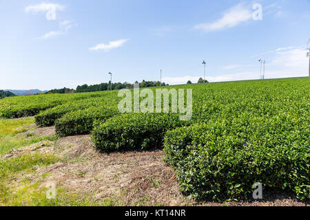 Teepflanze Stockfoto