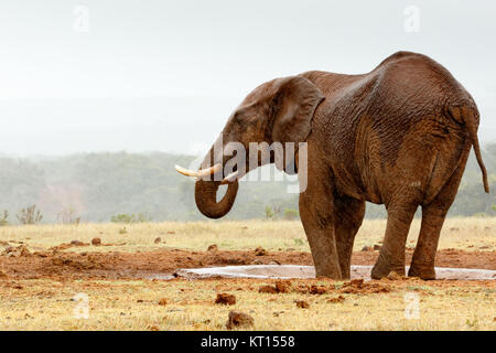 Bush Elefant mit seinen Füßen in den Damm Stockfoto