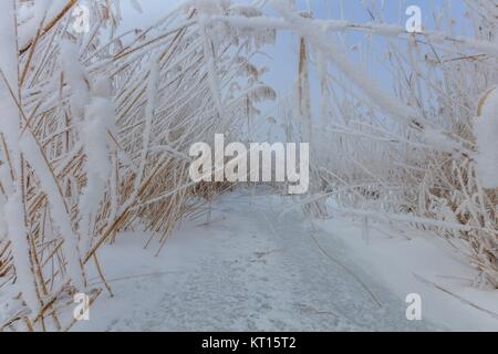 Comana See im winter Stockfoto