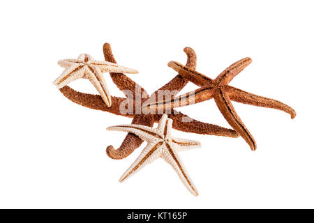 Getrocknete Sea Stars auf weißem Hintergrund Stockfoto