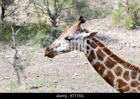 Giraffe Kopf in einem Park Stockfoto