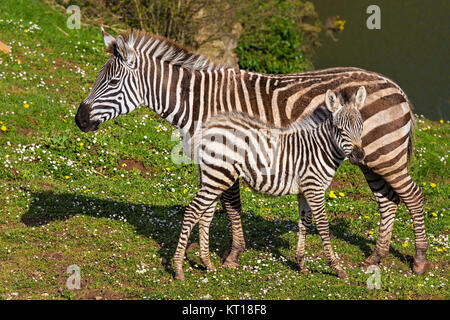 Zebra und Kalb in einer Wiese Stockfoto