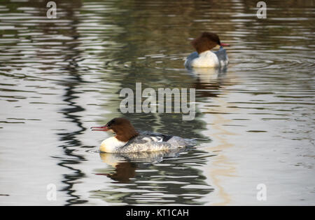 Schließen Sie die zwei weiblichen Gemeinsame merganser Enten, Mergus Merganser oder gänsesäger Schwimmen im gemusterten Wasser, Haddington, East Lothian, Schottland, Großbritannien Stockfoto
