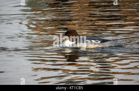 Nahaufnahme der weiblichen Gemeinsame merganser Ente, Mergus Merganser oder gänsesäger Schwimmen im welligen Wasser, Haddington, East Lothian, Schottland, Großbritannien Stockfoto