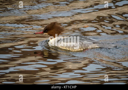 Nahaufnahme der weiblichen Gemeinsame merganser Ente, Mergus Merganser oder gänsesäger Schwimmen im welligen Wasser, Haddington, East Lothian, Schottland, Großbritannien Stockfoto