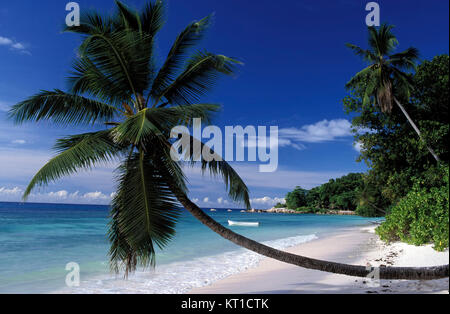 Palmen am Strand Anse Schwere, La Digue Island, Seychellen Stockfoto