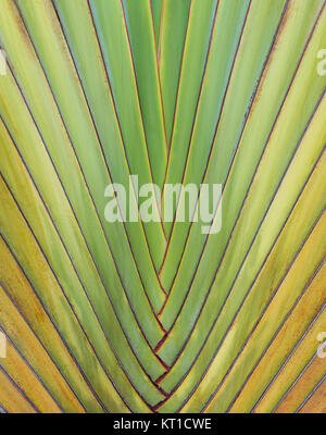 Ravenala madagascariensis Palm Stockfoto