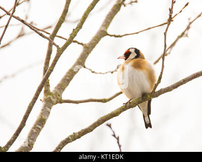 Europäische goldfinch Vogel sitzt auf einem Baum Stockfoto